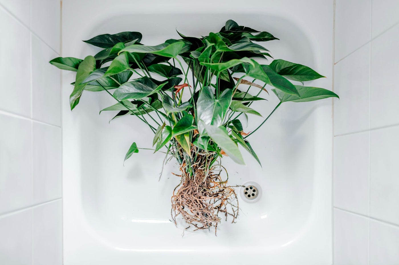 Plante dans un lavabo