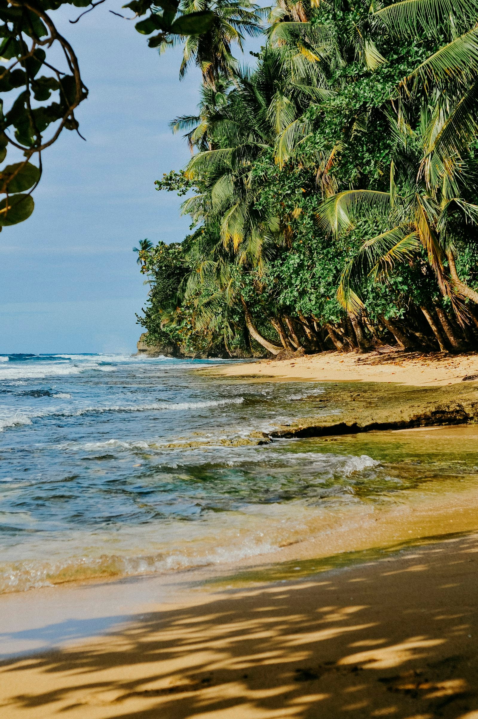 Plage bordée de palmiers