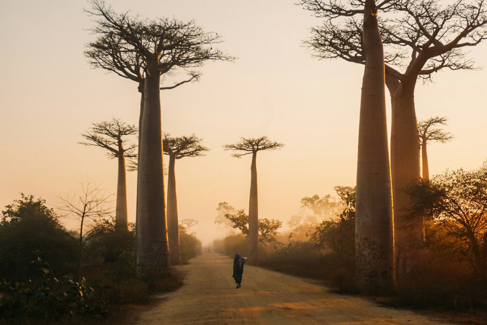 Allée des baobabs à Madagascar