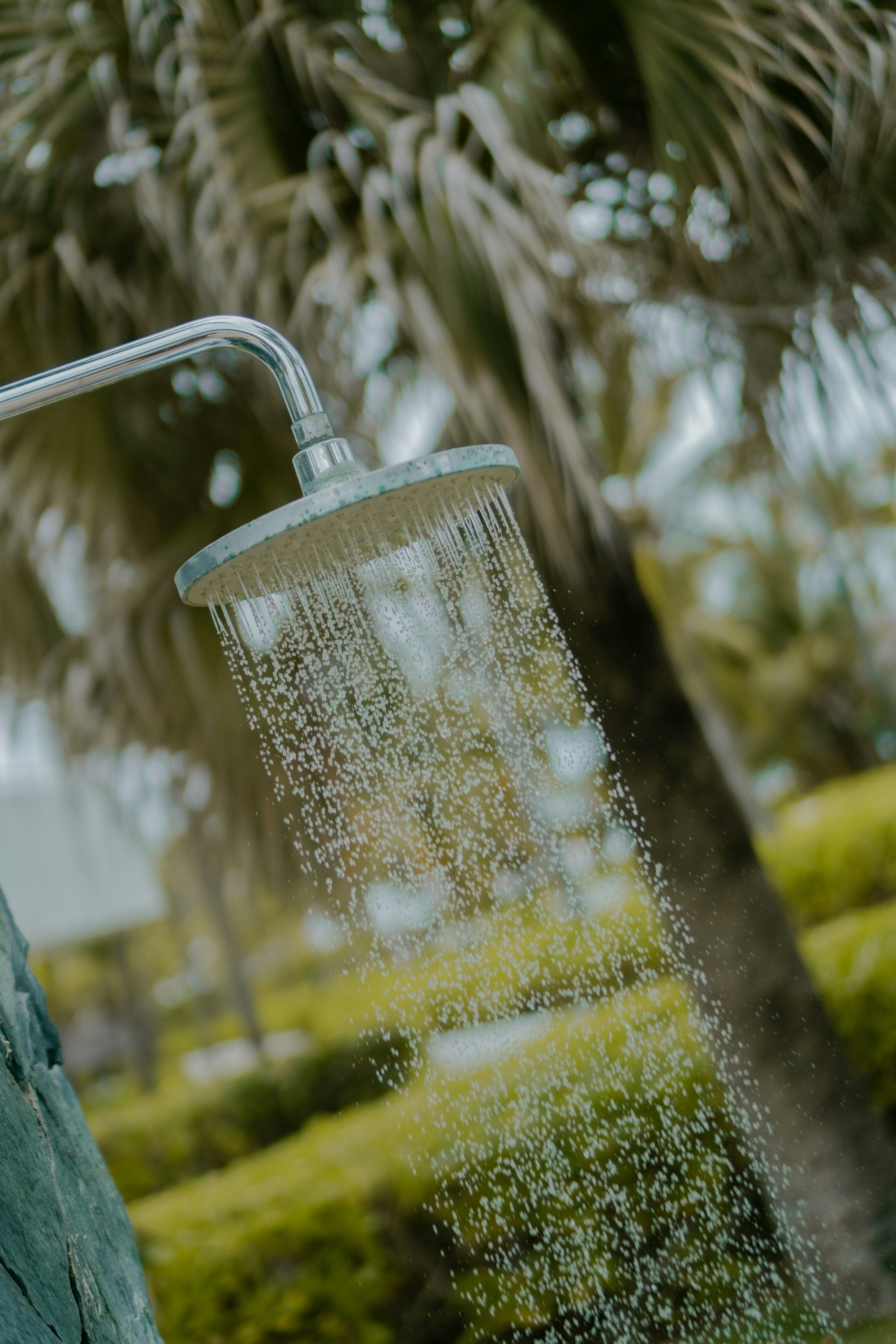 Pommeau de douche et palmiers